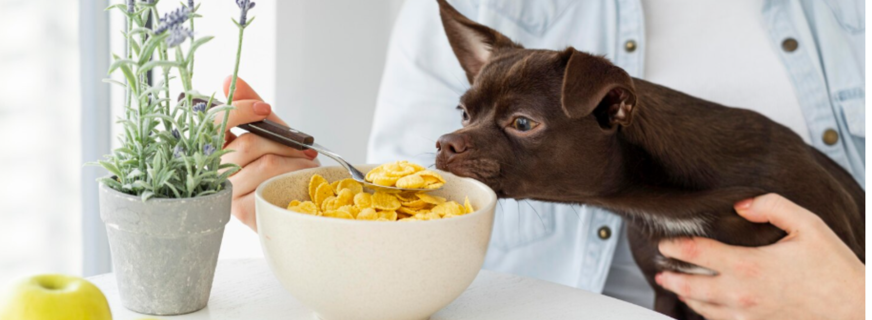 Choose Naturally Healthy Pet Food from Wellbeloved