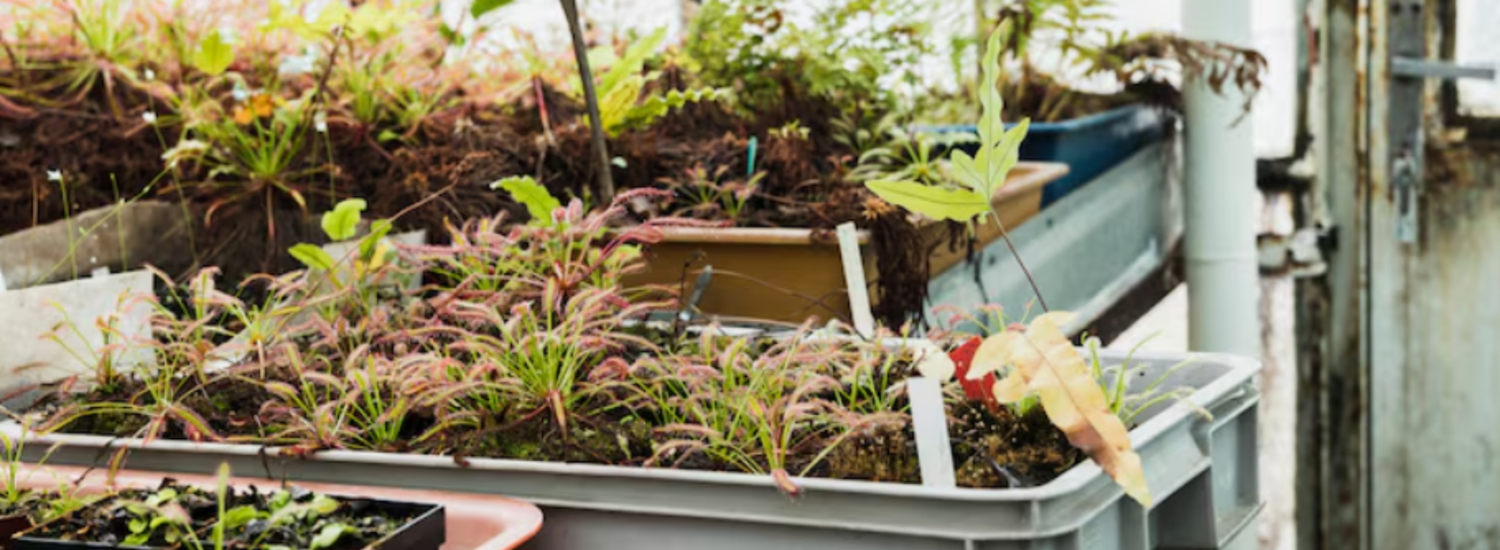 Vego Garden Review Raised Bed Guide