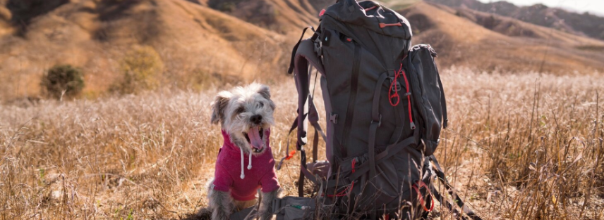 Dog Friendly Co Review: Premium Dog Gear Guide